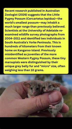 The "Extinct" Possum Found Alive?! 🐭🇦🇺 #wildlife #facts #shorts
