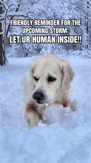 they don’t have built-in jackets like us #blizzard2026 #snowday #goldenretriever #dogsoftiktok credit: @O A K L E Y