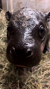 Help us name our baby pygmy hippo! 💗🦛 The name options are: POPPY (a flower like her mom's name) JUNIPER (an evergreen shrub to remember winter) HAMMIE MAE (a sweet & southern tie to Virginia ham) OMI (means "water" in Yoruba, a language spoken in West Africa) VOTE 🗳️ here: https://metrorichmondzoo.com/newsroom/pygmy-hippo-naming-poll/ #metrorichmondzoo #rva #hippo | Metro Richmond Zoo
