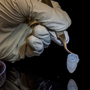 A 3-D model of a human heart ventricle