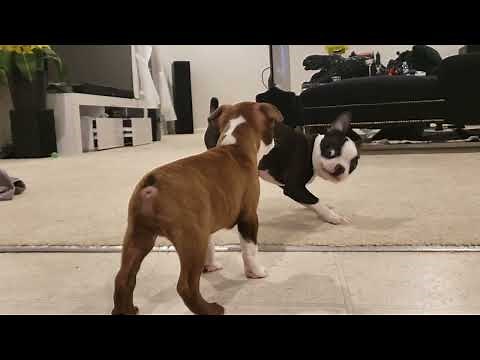 You HAVE To Watch This!! Cutest Boston Terrier Puppies Playing Together