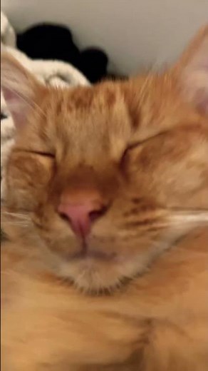 Yoshi incident #memes #funny #comedy #trending #trendingshorts #trend