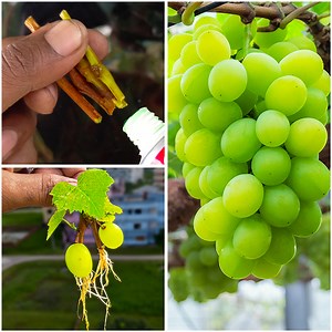 3.1K views · 90 reactions | How to grow grape tree from cutting || A complete garden growing guide | Dian Creative | Facebook