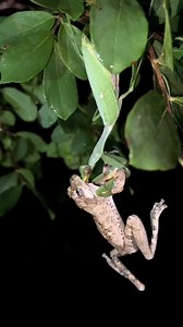  勞 The mantis caught the frog, fair and square. The rules of this game are devastatingly simple: don't get caught. Easier said than done, for sure. | Khari Kapo Shabazz | Facebook