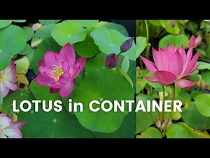 How to Grow Mini Lotus in Container Successfully