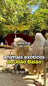 a quinta do tio João Baião 🫏👨‍🌾 #ptm #viral #pedroteixeiradamota #podcast #comedia