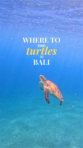 🐢 Ever wondered where to find the best turtles in Bali? Amed is one of the islands best hidden gems for spotting these beautiful creatures. Our favourite turtle spotting beach. 📍Lipah Beach, Amed #travelbali #amedbali #balisnorkeling #turtlespotting #turtlebeachbali #marinelife #turtlelovers #underwaterworld #explorebali #visitbali #ourbackpacktravels #obt | Our Backpack Travels
