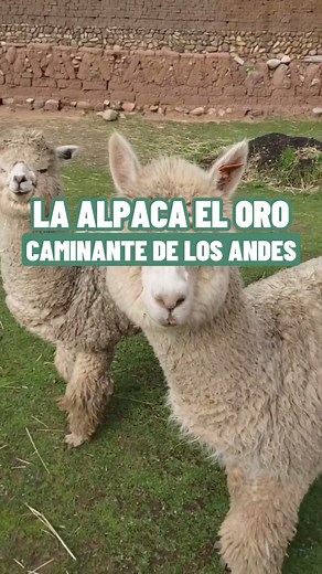 121K views · 4.9K reactions | ¿Sabías que la alpaca es el oro caminante de los Andes? 蓮✨ Domésticada hace 5000 años por civilizaciones como los Incas, es símbolo cultural y fuente de ingreso en Perú. Cada 1 de agosto celebramos su día nacional, destacando a los criadores por preservar esta especie única.  #Alpaca #Fibra #Sostenibilidad #Exportación #Moda #Andes #Viral #FYP #ParaTi #Reels #Cusco #Cuzco #AgenciaDeViajes #OperadorTuristico #Machupicchu | Vibrant Peru | Facebook