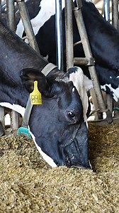 Technology for her wellbeing and your peace of mind! See what GENEX HerdMonitor® can do for your farm --> https://bit.ly/HerdMonitor | GENEX Dairy