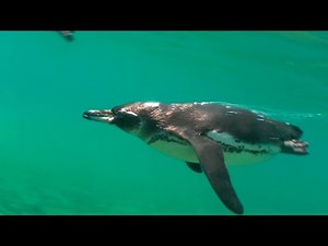 Cozy Galapagos Penguins!