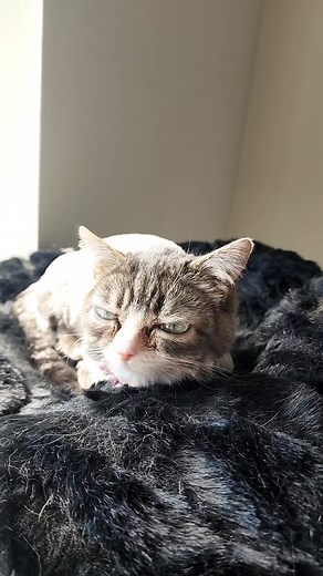 Charming Cat Moments: Relaxed and Alert at Home