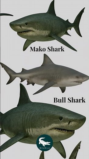 0 to 60 in a heartbeat 👀⚡ Mako Shark: The Ocean’s Fastest Predator 🦈💨