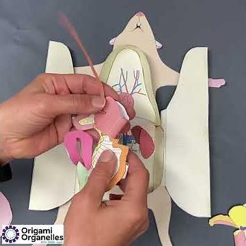 Rat Dissection Paper Model
