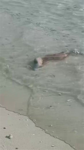 O ódio que esse vídeo me causou..