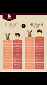 Rabbits Vs Human | Rabbits Tips