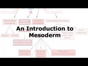 Introduction to the different parts of Mesoderm