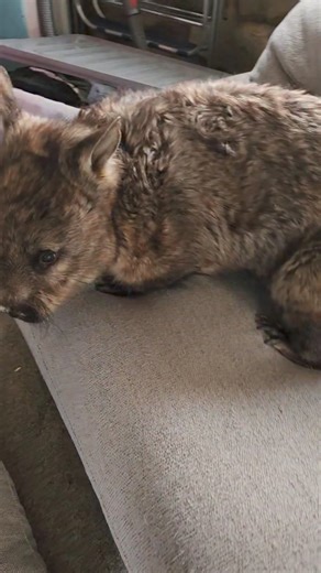 Mumma Update! I'm excited to say that Mumma has had a really good few days! She's had a stint outside and even jumped on the lounge waiting for her breaky! Mumma has starvation sydrome which in short, is brain damage due to chronic starvation. We have only had 15 wombats with this over the years and I can tell you, it's a roller-coaster ride. Most of the time, they are in a comatose state and it's very hard keeping them awake for long enough to eat. Then, another day they can look so well and ea