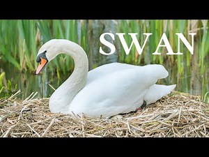 🦢 Swan Symphony: Beautiful Swan Sounds & Facts for Kids! 🌊