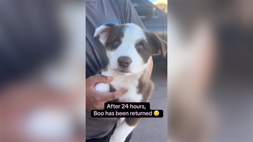 Tears Over Shelter Puppy Returned 24 Hours Later For ‘Crying Too Much’