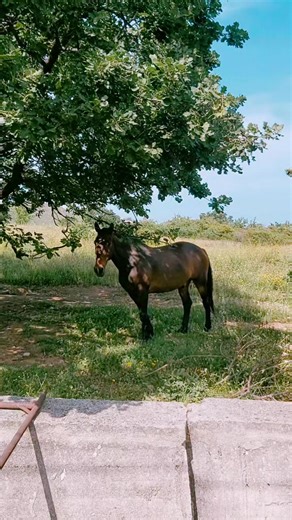 Al Bar dello Sport su TikTok