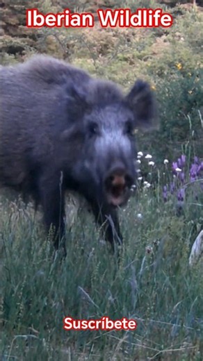 Gran jabalí (Sus scrofa) busca alimento al atardecer junto a la calavera de una vaca.