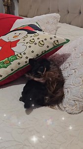 Ya candy tien compañía y ella cree q es la mamá ❤️🐶 #viral #parati #humor | Adan Chinchilla Estilista
