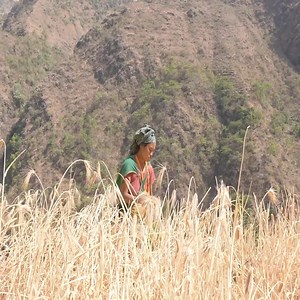 10K views · 93 reactions | Collecting wheat by using primitive technology Village life Organic life | Breno Lewin | Facebook