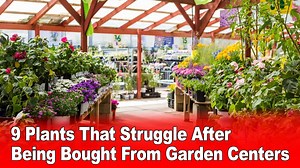 9 Plants That Struggle After Being Bought From Garden Centers