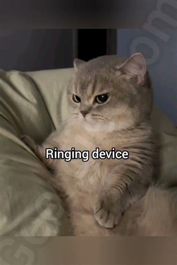 Pick up your phone! #cat #funny #fyp #meme #georgieebom