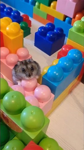 Hamster maze