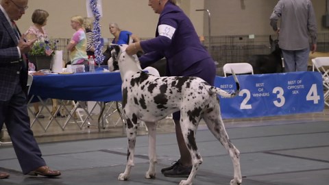 YOU BE THE JUDGE: GREAT DANE ROTTWIELER DOGUE DE BORDEAUX