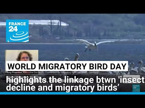 World Migratory Bird Day: Insect population declining at an unprecedented rate