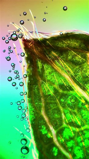 See Strawberries Under a Microscope!