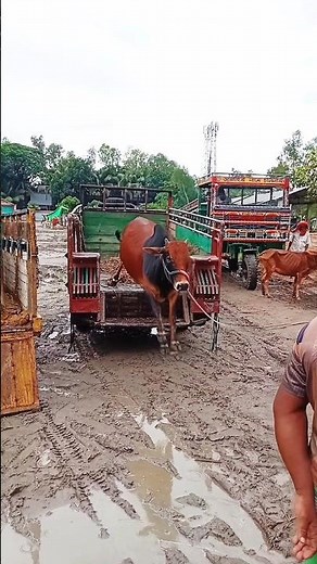 Giant Cow’s Insane High Jump – Wild Animal Moment