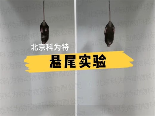 科为特悬尾实验