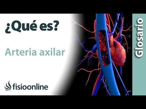 ARTERIA AXILAR | Qué es, ubicación, recorrido, ramificaciones y lesiones