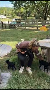 Katie is loving every second of these mini baby goats ‪@katievanslykelife‬