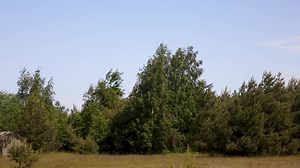 Soldiers from 7 Air Defence Group joined with NATO allies troops in Poland, in taking part in Exercises Ramstein Legacy, one of NATOs largest Air Defence exercises. The troops are using Starstreak and Sky Sabre, world leading air defence systems. Startstreak can accelerate to more than Mach 4, making it the fastest short-range surface-to-air High Velocity Missile in existence and Sky Sabre can control 24 missiles simultaneously. Read more: https://www.army.mod.uk/news-and-events/news/2022/07/ex-