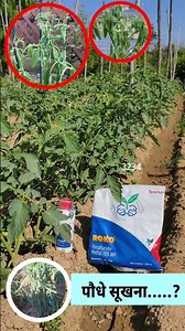 Day-47 Wilt Treatment/Tomato plant wilting and drying... #tomatofarmingday47