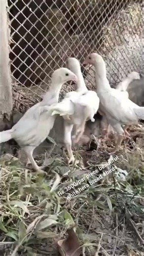 Talking Parrots and Exotic Birds For Sale | Must Watch 2025"ùRs.3500/par piece #birdworld #cockatoos