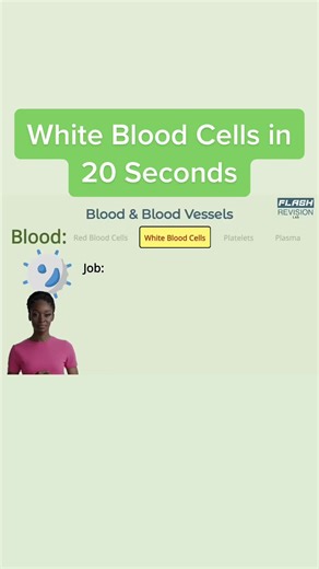 White blood cell warriors: protecting our body 24/7! ⚔️ #GCSEBiology #WhiteBloodCells #StudyWithUs #Revision Time #gcses #biology