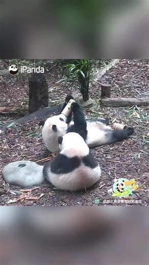 39K views · 2.3K reactions | He Hua and He Ye are showcasing their new “elephant” look! The level of cuteness from these two is simply off the charts! (He Hua & He Ye) #panda #funny #foodie #HiPanda #ChengduPandaBase #PandaMoment #PandaFun For more panda information, please check out: https://en.ipanda.com | iPanda | Facebook