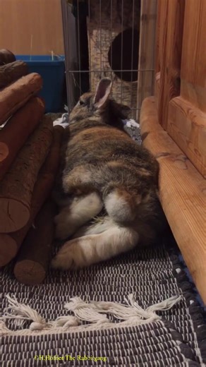 4.7K views · 584 reactions | #bbf Angel Bunny Momo doing a flop❤️ | The Rabbitgang | Facebook