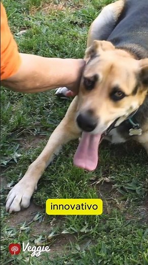 Systemic Family Constellations for Animals #Shorts