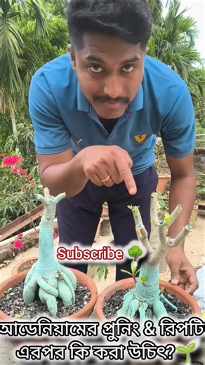 আডেনিয়ামের প্রুনিং & রিপটিং এরপর কি করা উচিৎ?🌱#youtubeshorts #farming #ytshorts #adenium #shorts