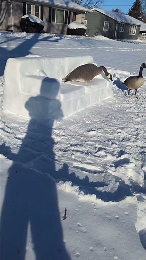 Canada Geese Visit the Snowfa || ViralHog