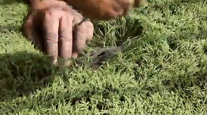 Turn Sports Turf into Yard Envy—Cheap! Thinking about a new yard but not the crazy price tag? Here’s how to install used sports turf on a budget. Real turf, real savings—perfect for backyards, pets, or projects. Watch how easy it is to roll out a fresh look without draining your wallet. #BudgetBackyard #DIYLawn #ArtificialTurf #TurfHack #YardGoals #BackyardMakeover #PetFriendlyYard #SportsTurfLife #SaveMoneyLiveBetter #OutdoorUpgrade | Fort Wayne Turf Recyclers | Facebook