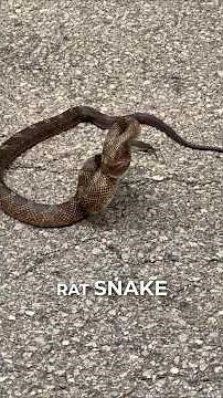 Gray Rat Snake Road Rescue