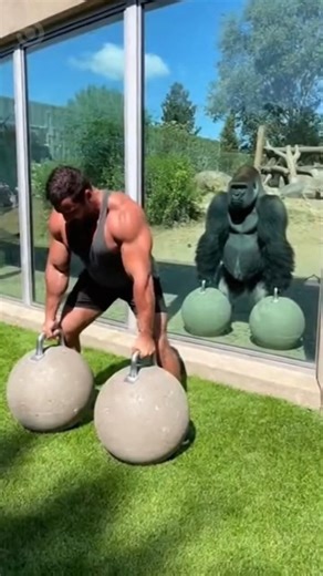 Ultimate Strength Showdown 💪 Gorilla vs Bodybuilder – You Won’t Believe Who Wins!