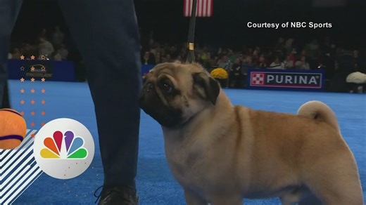 Pug wins Best in Show at National Dog Show